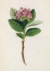 Рябина приземистая (мушмуловая) (Sorbus Chamaemespilus (лат.)) (лист 151 известной работы Йозефа Карла Вебера "Растения Альп", изданной в Мюнхене в 1872 году)