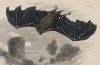 Летучая мышь большой подковонос (Rhinolophus Ferrum (лат.)) (лист 1тома VII "Библиотеки натуралиста" Вильяма Жардина, изданного в Эдинбурге в 1838 году)