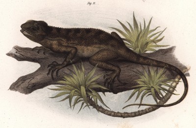 Игуана Plyshopleura plica (лат.) родом из джунглей Суринама (из Naturgeschichte der Amphibien in ihren Sämmtlichen hauptformen. Вена. 1864 год)