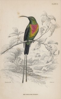 Нектарница красногрудая (Cinnyris pulchella (лат.)) (лист 14 тома XXIII "Библиотеки натуралиста" Вильяма Жардина, изданного в Эдинбурге в 1843 году)
