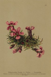 Гвоздика карликовая (из Atlas der Alpenflora. Дрезден. 1897 год. Том I. Лист 97)
