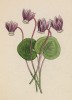 Цикламен европейский (Cyclamen europaeum (лат.)) (лист 364 известной работы Йозефа Карла Вебера "Растения Альп", изданной в Мюнхене в 1872 году)