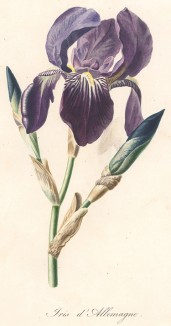 Ирис немецкий из Flore pittoresque dediée Aux Dames par A. Chazal... Париж. 1820 год. В 2000 году комплект этих лучших в истории французской книги начала XIX века ботанических иллюстраций был продан на аукционе "Кристи" за 209.462 $