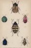 Жуки-щитовки (1. Cassida sexpustulata 2. Clythra hirta 3. Chlamys monstrosa 4. Doryphora tessellata 5. Erotylus histrio 6. Spheniscus erotyloides (лат.)) (лист 29 XXXV тома "Библиотеки натуралиста" Вильяма Жардина, изданного в Эдинбурге в 1843 году)