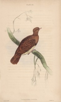Медно-красная горлица (Columba Martinica (лат.)) (лист 25 тома XIX "Библиотеки натуралиста" Вильяма Жардина, изданного в Эдинбурге в 1843 году)