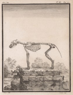 Скелет (лист III иллюстраций к седьмому тому знаменитой "Естественной истории" графа де Бюффона, изданному в Париже в 1758 году)