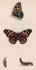 Бабочка репейница, или чертополоховка, или чертополоховая углокрыльница (лат. Papilio cardui), её гусеница и куколка. History of British Butterflies Френсиса Морриса. Лондон, 1870, л.34