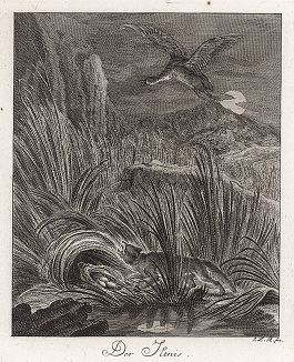Хорек у гнезда дикого гуся. Гравюра Иоганна Элиаса Ридингера из Entwurff Einiger Thiere ..., Аугсбург, 1740. 