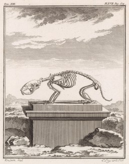 Скелет на пьедестале (лист XVII иллюстраций к тринадцатому тому знаменитой "Естественной истории" графа де Бюффона, изданному в Париже в 1765 году)
