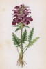 Мытник мутовчатый (Pedicularis verticillata (лат.)) (лист 326 известной работы Йозефа Карла Вебера "Растения Альп", изданной в Мюнхене в 1872 году)