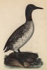 Гагара чернозобая (лист из альбома литографий "Галерея птиц... королевского сада", изданного в Париже в 1825 году)