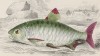 Хальцеус краснохвостый (Chalceus macrolepidotus (лат.)) (лист 14 XXXIX тома "Библиотеки натуралиста" Вильяма Жардина, изданного в Эдинбурге в 1860 году)