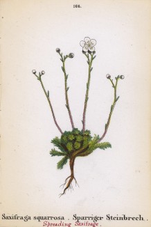 Камнеломка оттопыренная (Saxifraga squarrosa (лат.)) (лист 166 известной работы Йозефа Карла Вебера "Растения Альп", изданной в Мюнхене в 1872 году)