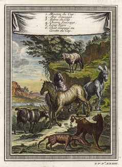 Зебры, козлы и хищные кошки. Гравюра из тома I Histoire generale des voyages... аббата Прево. Париж, 1745