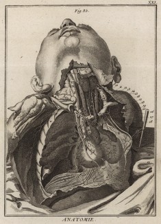 Анатомия. Грудные артерии по Галлеру. (Ивердонская энциклопедия. Том I. Швейцария, 1775 год)