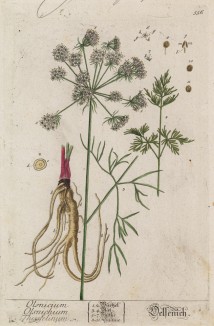 Тиселиум (Thyselium (лат.) из семейства сельдерейные (лист 556 "Гербария" Элизабет Блеквелл, изданного в Нюрнберге в 1760 году)
