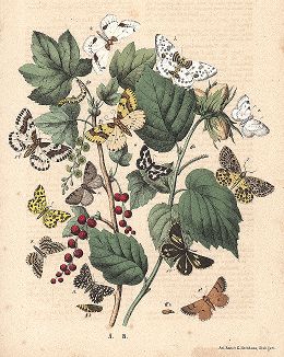 Бабочки-пяденицы."Книга бабочек" Фридриха Берге, Штутгарт, 1870. 