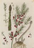 Спаржа, или аспарагус (Asparagus (лат.)) — род растений из семейства спаржевые (лист 332 "Гербария" Элизабет Блеквелл, изданного в Нюрнберге в 1757 году)