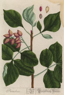 Фисташка (Pistacia (лат.)) — род деревьев или кустарников семейства сумаховые (лист 461 "Гербария" Элизабет Блеквелл, изданного в Нюрнберге в 1760 году)