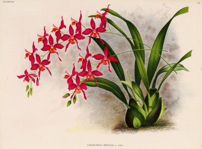 Орхидея COCHLIODA MINIATA (лат.) (лист DLXII Lindenia Iconographie des Orchidées - обширнейшей в истории иконографии орхидей. Брюссель, 1897)