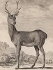 Благородный олень (лист XXVII иллюстраций ко второму тому знаменитой "Естественной истории" графа де Бюффона, изданному в Париже в 1749 году)