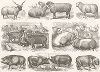Бараны, овцы и свиньи. Иллюстрированная энциклопедия наук и искусств Брокгауза. Атлас, т.3, Лейпциг, 1869-74 гг.