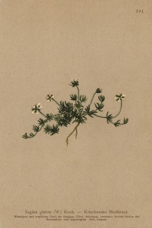 Мшанка, или спергула, или сагина (Sagina glabra (лат.)) (из Atlas der Alpenflora. Дрезден. 1897 год. Том II. Лист 101)