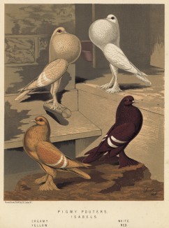 Голуби-дутыши карликовые различных окрасов (из знаменитой "Книги голубей..." Роберта Фултона, изданной в Лондоне в 1874 году)