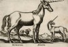 Единороги (лист из альбома Nova raccolta de li animali piu curiosi del mondo disegnati et intagliati da Antonio Tempesta... Рим. 1651 год)
