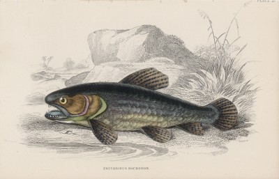 Трахира (Erythrinus macrodon (лат.)) (лист 27 XXXIX тома "Библиотеки натуралиста" Вильяма Жардина, изданного в Эдинбурге в 1860 году)