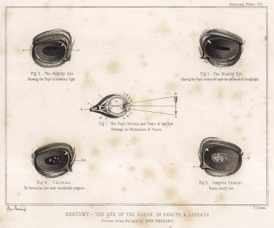 Анатомия лошади. Глаз лошади, здоровый и поражённый. The Book of Field Sports and Library of Veterinary Knowledge. Лондон, 1864