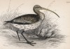 Большой кроншнеп (Numenius arguata (лат.)) (лист 22 тома XXVI "Библиотеки натуралиста" Вильяма Жардина, изданного в Эдинбурге в 1842 году)