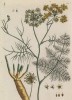 Великий укроп пахучий, или огородный (Foeniculum (лат.)) (лист 288 "Гербария" Элизабет Блеквелл, изданного в Нюрнберге в 1757 году)