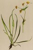 Володушка лютиковидная (Bupleurum ranunculoides (лат.)) (из Atlas der Alpenflora. Дрезден. 1897 год. Том III. Лист 285)