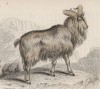 Индийский горный козёл (Capra Jemlahica (лат.)) (лист 8 тома X "Библиотеки натуралиста" Вильяма Жардина, изданного в Эдинбурге в 1843 году)
