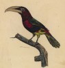 Кремоклювый арасари из семейства тукановых (лист из альбома литографий "Галерея птиц... королевского сада", изданного в Париже в 1822 году)