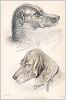 Копия «Стагхаунд (1) (Stag hound) и бладхаунд (2) (Blood hound (англ.)) (лист 31 тома V "Библиотеки натуралиста" Вильяма Жардина, изданного в Эдинбурге в 1840 году)»