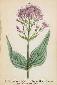 Центрантус (кентрантус) красный (Centranthus ruber (лат.)) (лист 192 известной работы Йозефа Карла Вебера "Растения Альп", изданной в Мюнхене в 1872 году)