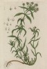 Подорожник (Plantago (лат.)) — род растений семейства подорожниковые. Высушенные листья используют для получения препарата Плантаглюцид (лист 412 "Гербария" Элизабет Блеквелл, изданного в Нюрнберге в 1760 году)
