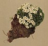 Ареция -- резидент швейцарских Альп (Aretia helvetica (лат.)) (из Atlas der Alpenflora. Дрезден. 1897 год. Том IV. Лист 319)