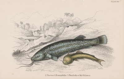 Сом с товарищем (1. Eremophilus mutisii 2. Pimelodus cyclopum (лат.)) (лист 30 тома XL "Библиотеки натуралиста" Вильяма Жардина, изданного в Эдинбурге в 1860 году)