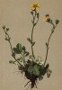 Лапчатка снежная (Potentilla nivea (лат.)) (из Atlas der Alpenflora. Дрезден. 1897 год. Том III. Лист 223)