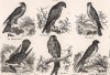 Хищные птицы. The Book of Field Sports and Library of Veterinary Knowledge. Лондон, 1864