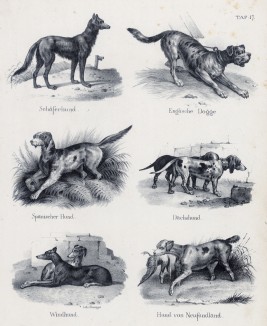 Охотничьи собаки различных пород (лист 17 первого тома работы профессора Шинца Naturgeschichte und Abbildungen der Menschen und Säugethiere..., вышедшей в Цюрихе в 1840 году)