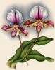 Орхидея CYPRIPEDIUM x LATHAMIANUM LATISSIMUM (лат.) (лист DCCXXXII Lindenia Iconographie des Orchidées - обширнейшей в истории иконографии орхидей. Брюссель, 1901)