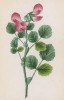Хелижник круглолистный (Ononis rotundifolia (лат.)) (лист 108 известной работы Йозефа Карла Вебера "Растения Альп", изданной в Мюнхене в 1872 году)