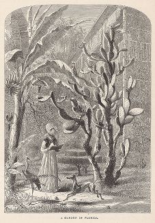 Сад во Флориде. Лист из издания "Picturesque America", т.I, Нью-Йорк, 1872.