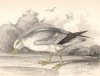 Глупыш из семейства буревестники (Procellaria glacialis (лат.)) (лист 29 тома XXVII "Библиотеки натуралиста" Вильяма Жардина, изданного в Эдинбурге в 1843 году)