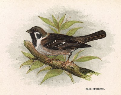 Полевой (древесный) воробей (англ. Tree Sparrow). Лист из издания Анны Пратт Our Native Songsters. Лондон, 1852