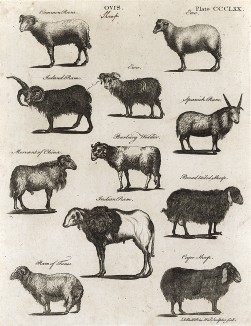 Овцы и бараны. Encyclopaedia Britannica, л.DX. Лондон, 1795